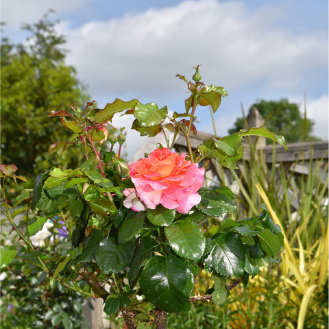 Rose plant with pink flower blooms and glossy green leaves