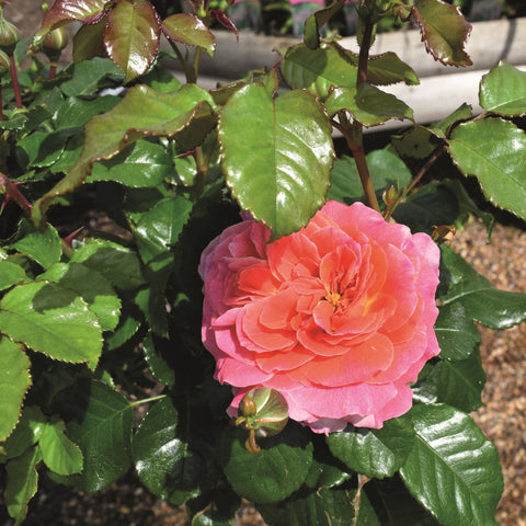 Pink and orange rose flower with glossy green leaves on the plant