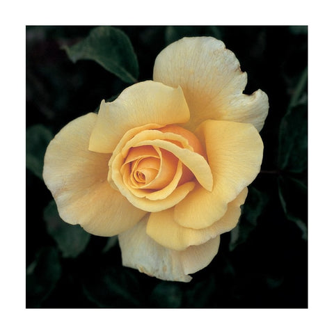 Light yellow rose bloom with warm orange center, layered petals on green leaves