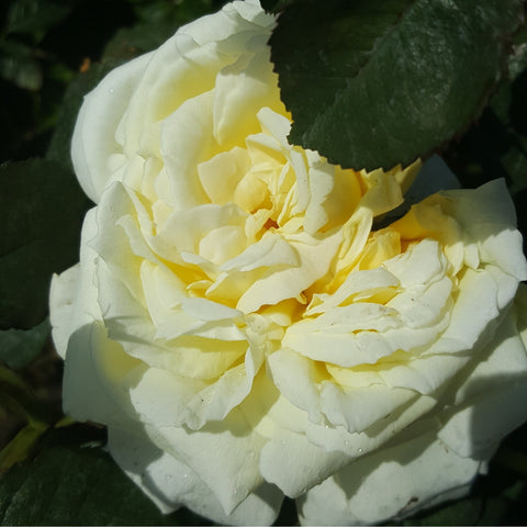 White and pale yellow rose blossom with layered petals on green stems