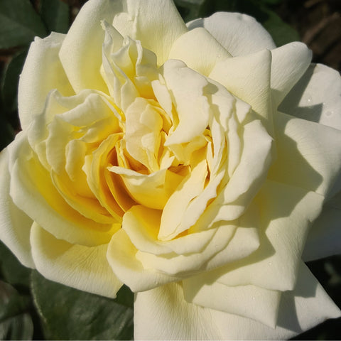 Cream and yellow rose blossom with layered petals on green stems