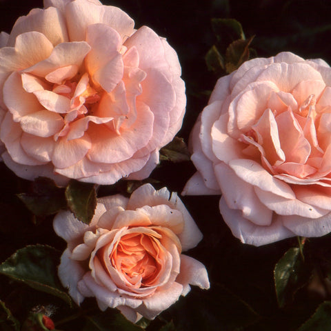 Set of three rose blossoms with pale pink and peach ruffled petals