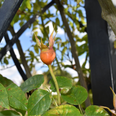 Rose bud on a green stem with pointed orange top and serrated leaves