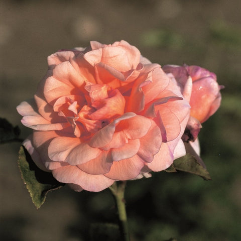 Peach-orange rose bloom with layered ruffled petals and visible center
