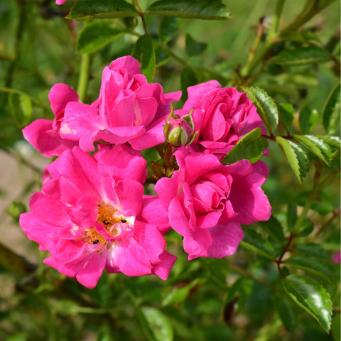Dorothy Perkins rose plant with bright pink double blooms and glossy green leaves