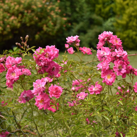 Dorothy Perkins rose plant with clusters of bright pink blossoms and green foliage