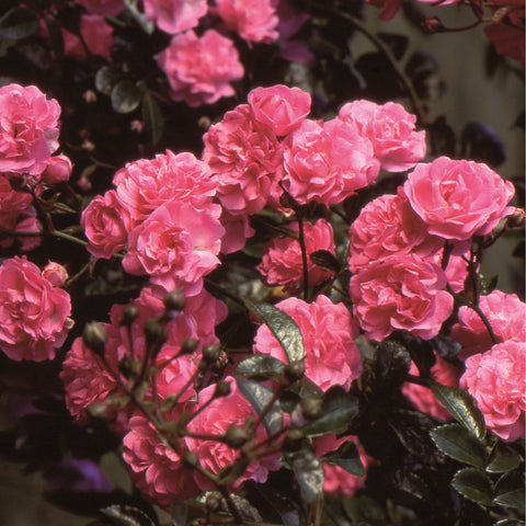 Dorothy Perkins rose plant with multiple bright pink blooms and dark green leaves