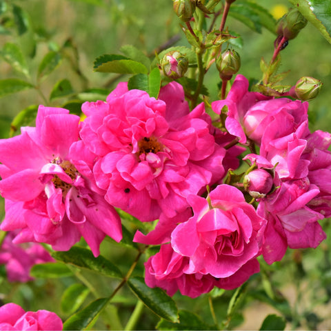 Dorothy Perkins rose plant with bright pink flowers, buds, and glossy green leaves