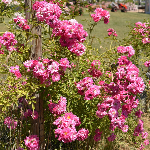 Dorothy Perkins rose plant in bloom with many bright pink flowers along a garden fence