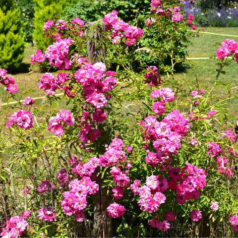 Dorothy Perkins rose plant with abundant bright pink blooms growing along the garden