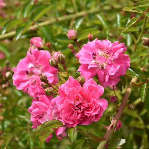 Dorothy Perkins rose with bright pink double blooms and green leaves on stems