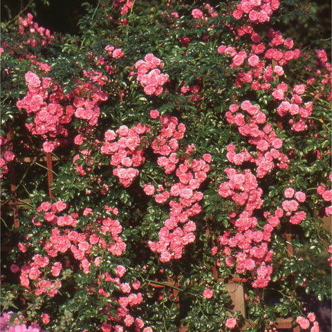 Dorothy Perkins rose plant covered in small bright pink flower clusters