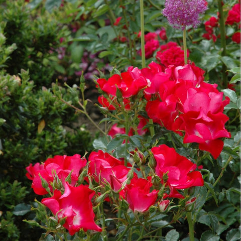 Red rose shrub with multiple blooms and buds amid green leaves