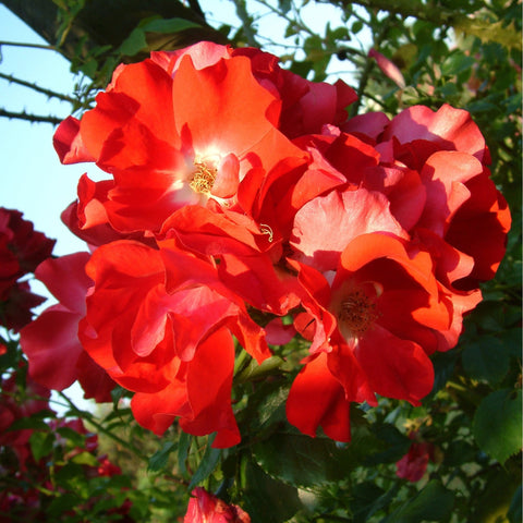 Orange-red rose blossoms with ruffled petals, pale yellow centers, and leaves