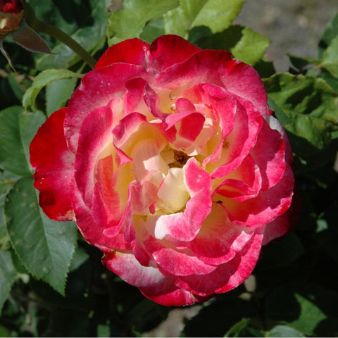 Rose bloom with red-pink petals and pale yellow center, layered petals