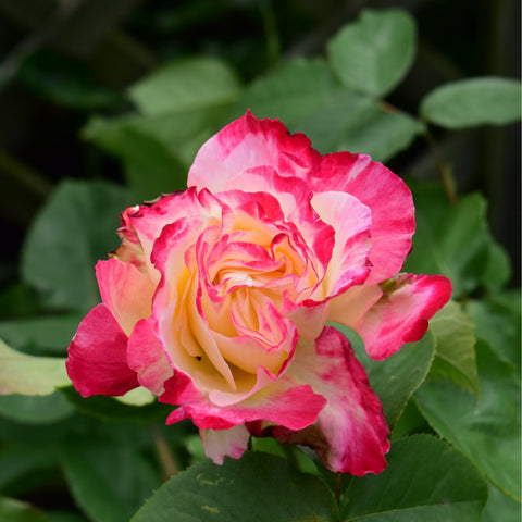Rose bloom with variegated pink and red petals and a pale yellow center