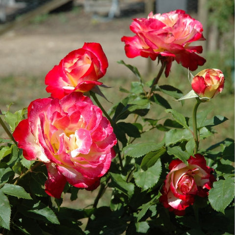Rose plant with pink-red blooms and buds, creamy yellow centers visible