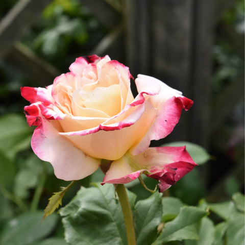 Rose bloom with cream center and pink-to-red petals, green leaves on stems