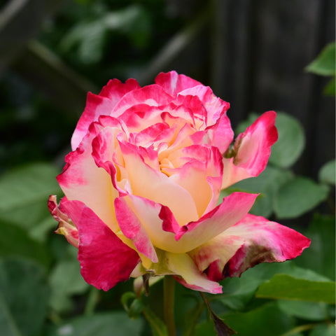Rose bloom with cream center and bright pink-magenta petals, green leaves and bud