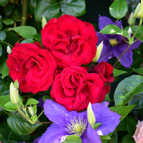 Three red rose blossoms with green leaves alongside purple flowers