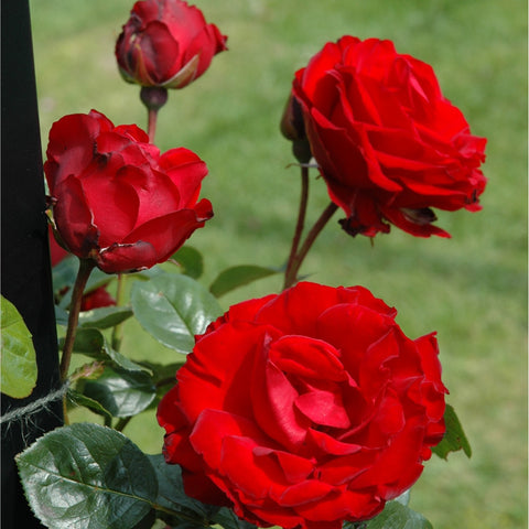 Red rose flowers on stems with green leaves outdoors
