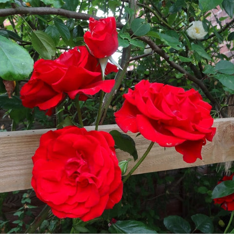Red roses growing on a wooden rail with green leaves and stems