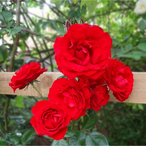 Group of red rose blooms on stems with green leaves in bright daylight
