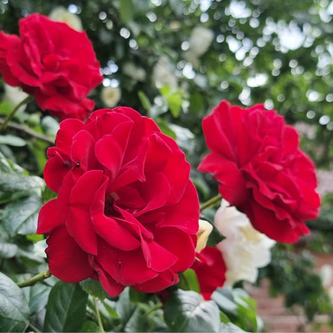 Red rose blossoms with green leaves on Dublin Bay rose plant
