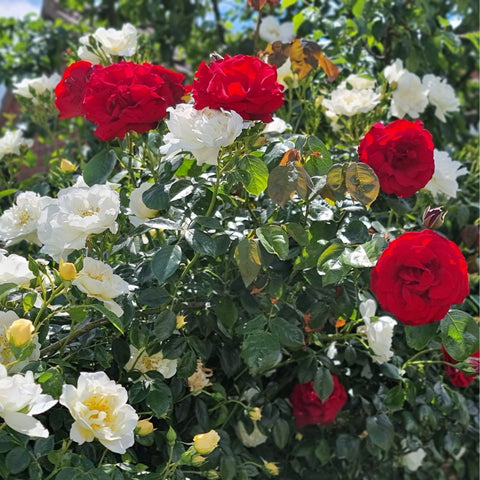 Dublin Bay rose plant with red and white blooms and green leaves