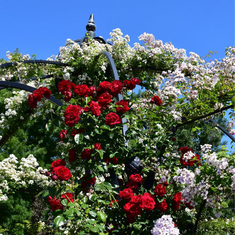 Dublin Bay rose plant with red and white rose clusters and green foliage