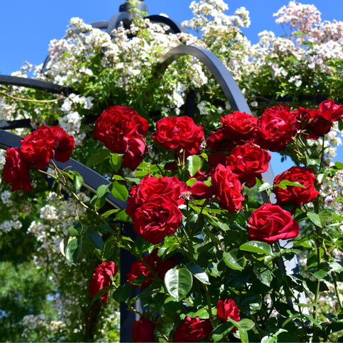 Dublin Bay rose plant with dense red blooms and green leaves on stems