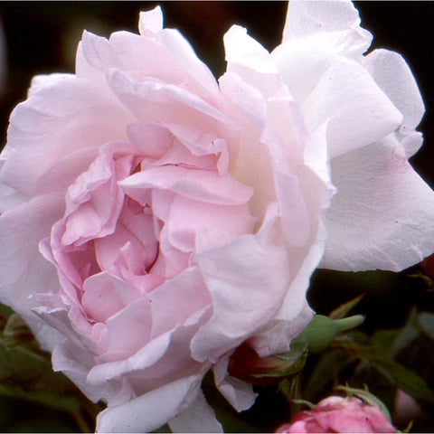Creamy white double rose with pink blush center and ruffled petals