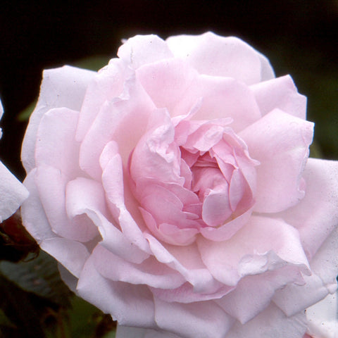 Light pink and white double rose flower with ruffled petals and green foliage
