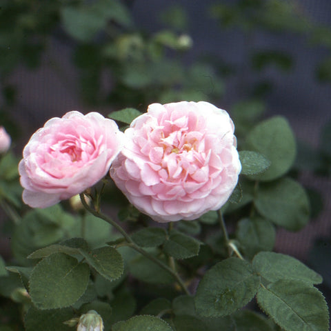 Light pink double rose blooms with layered petals on green foliage