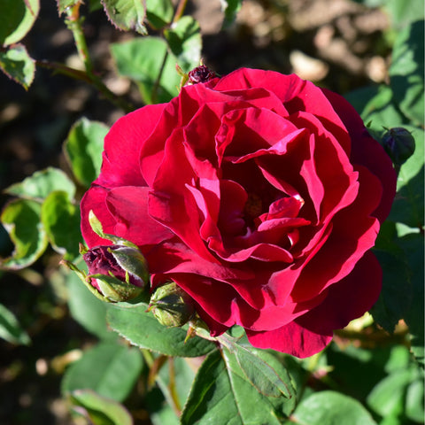 Magenta-red rose bloom with green leaves and small flower buds
