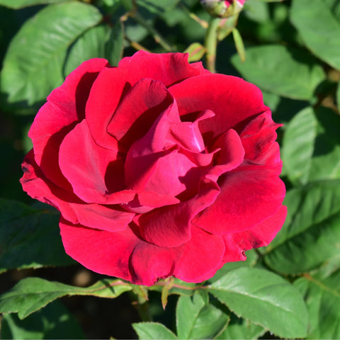 Magenta-red rose bloom with layered petals and surrounding green leaves