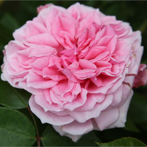 Soft pink rose bloom with densely layered petals and green foliage