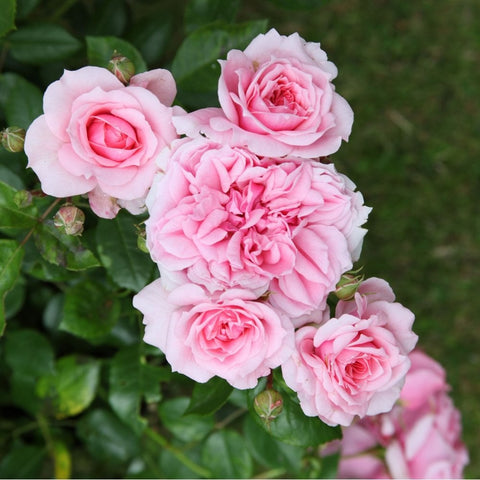 Cluster of pink rose flowers and buds with green leaves on stems