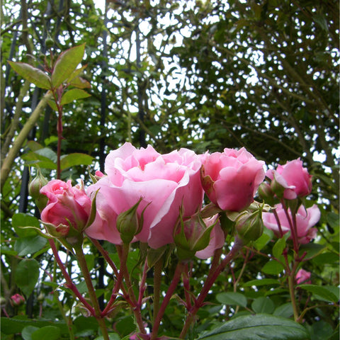 Pink rose buds and flowers on green stems with leaf clusters