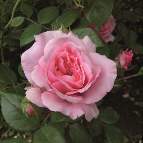 Pale pink rose bloom with layered petals and green leaves around it