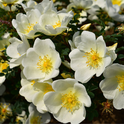 Dunwich Rose white blooms with yellow centers and green leaves on a dense shrub