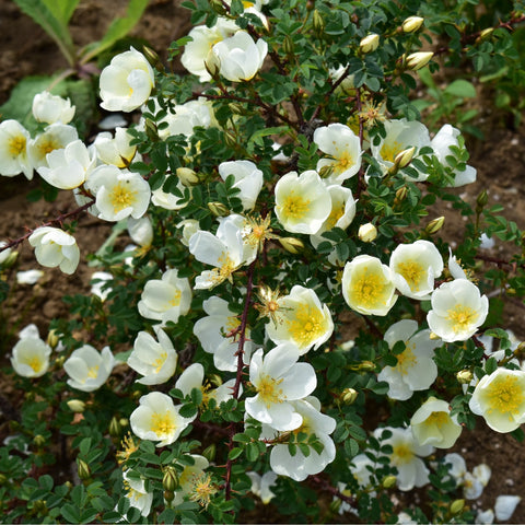 Dunwich Rose cluster of pale white flowers with yellow centers on leafy stems