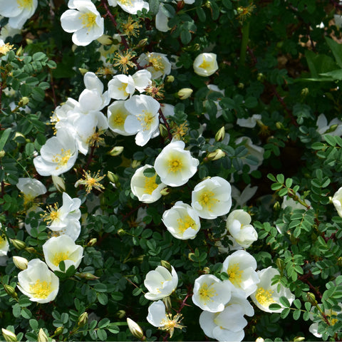 Dunwich Rose white blossoms and buds on green stems, seen in a flowering spray