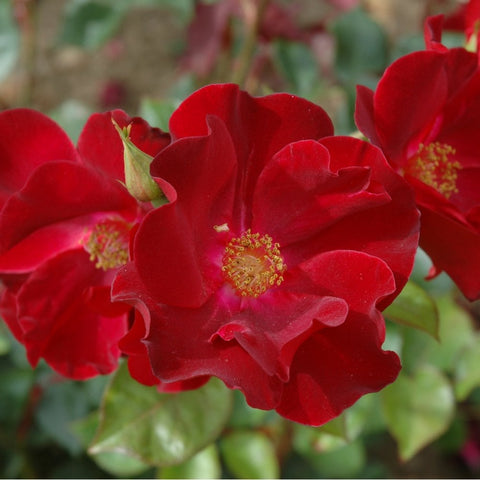Red rose flower with ruffled petals and yellow center, close-up on green leaves