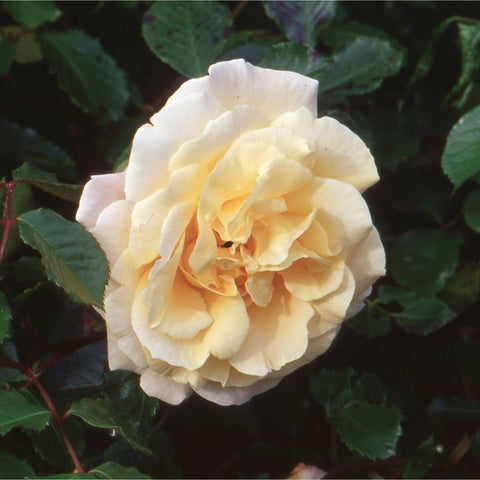 Light cream double rose bloom with layered petals and dark green leaves