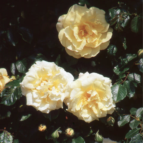 Cluster of pale yellow double rose blooms with ruffled petals and leaves