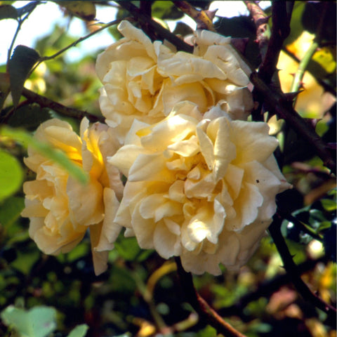 Cream double rose blooms on a branch with green leaves