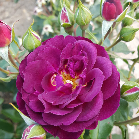 Ebb Tide rose flower with magenta petals, visible yellow center, and buds