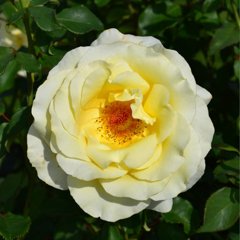 Single pale yellow rose flower with curled petals and dark red center