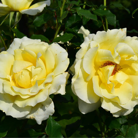 Cream and pale yellow rose blooms with layered petals and green leaves